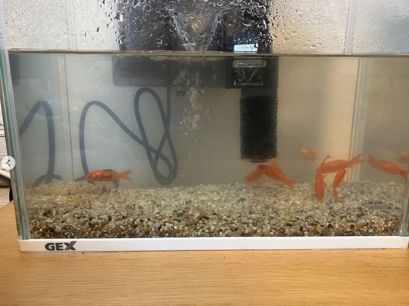 きれいになった水槽の水