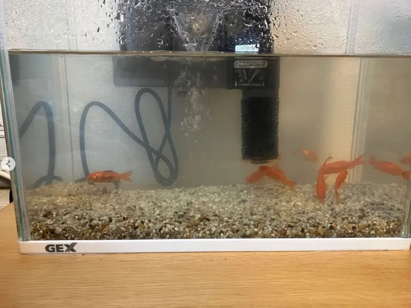 きれいになった水槽の水