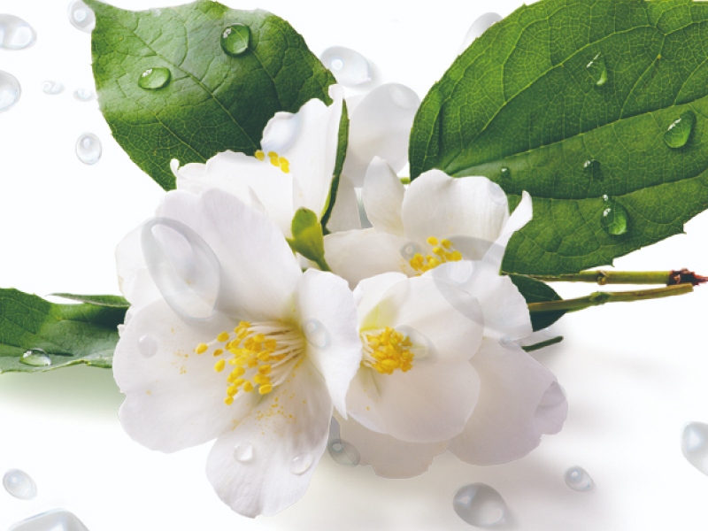 ジャスミンフレーバー