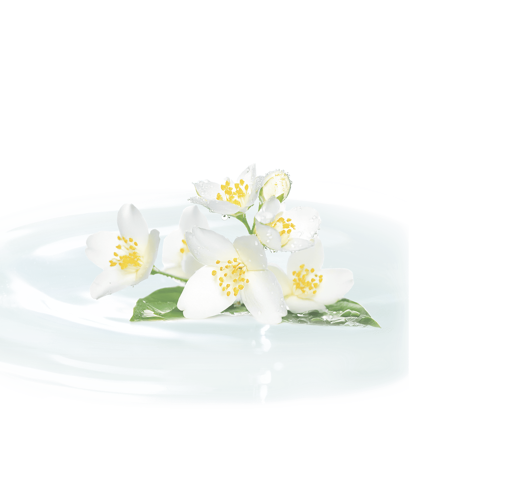 透過したジャスミンの画像