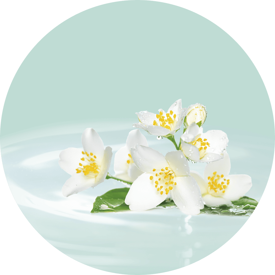 丸いジャスミンの画像