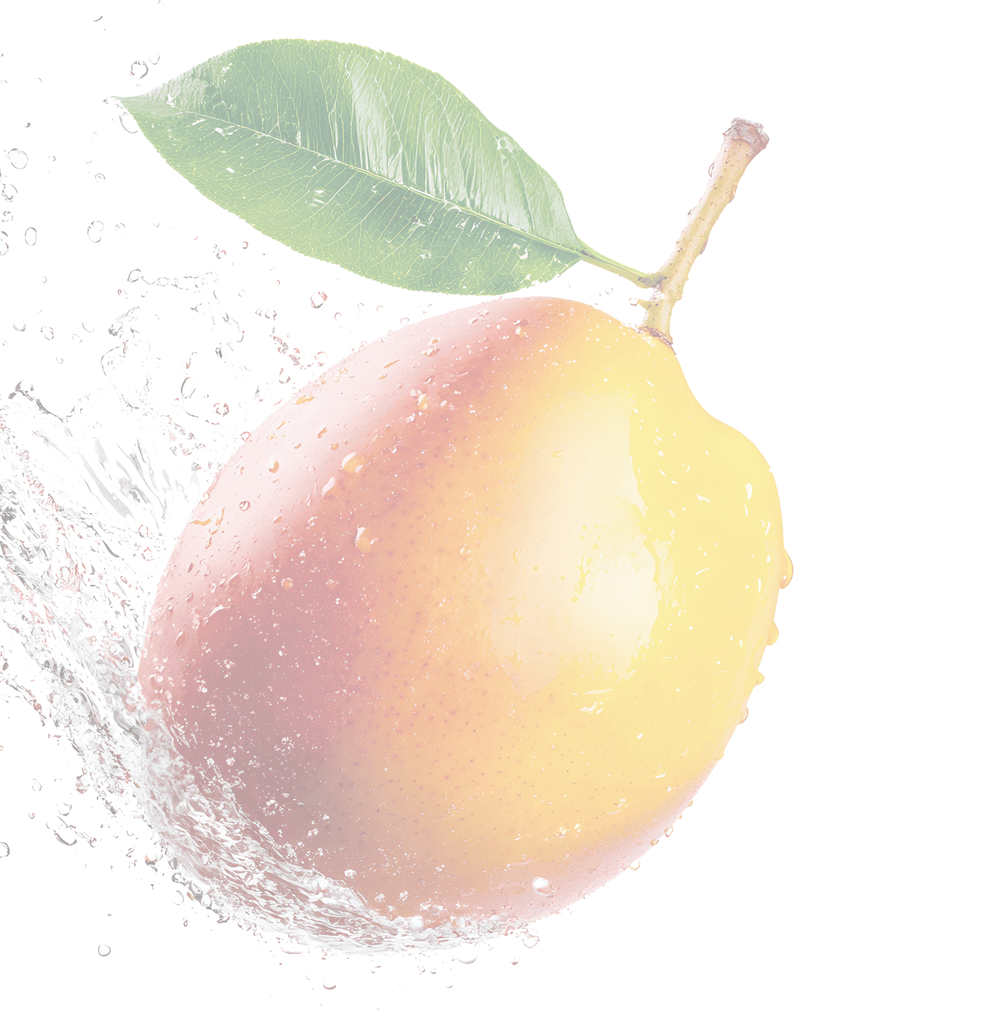 透過したマンゴーの画像