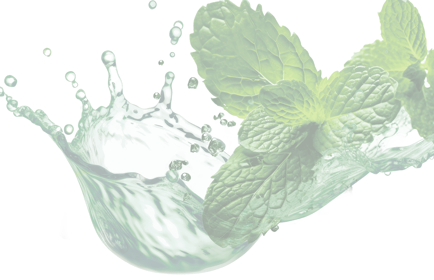 透過したミントの画像